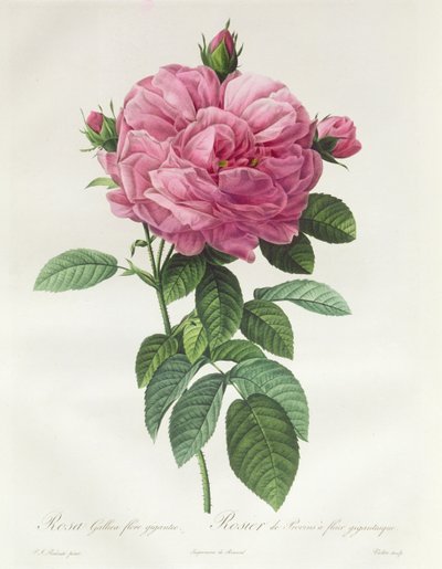 Rosa Gallica Flore Giganteo de Pierre Joseph Redouté